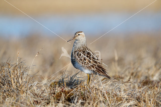 Pectoral Sandpiper (Calidris melanotos)