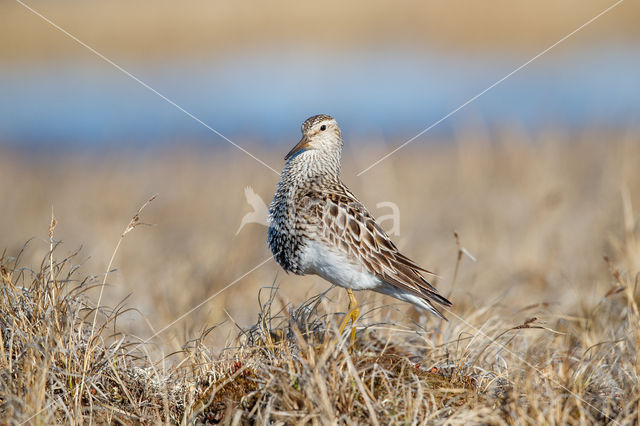 Pectoral Sandpiper (Calidris melanotos)