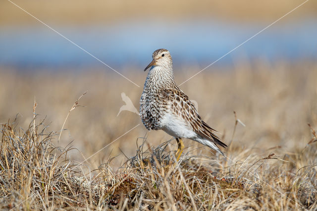 Gestreepte Strandloper (Calidris melanotos)