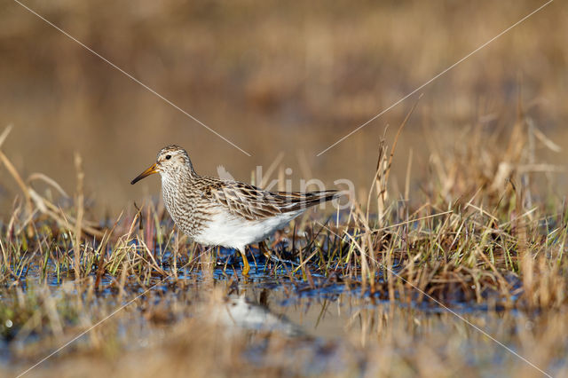 Pectoral Sandpiper (Calidris melanotos)