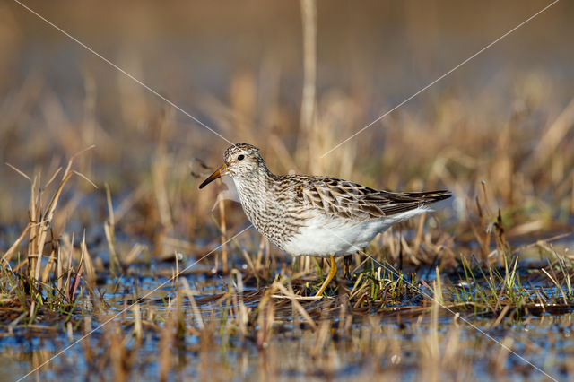 Gestreepte Strandloper (Calidris melanotos)