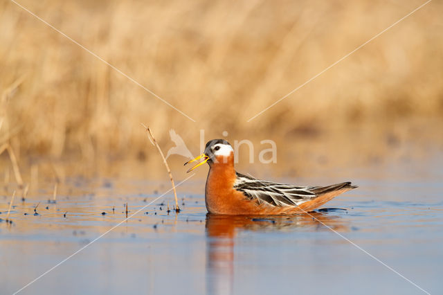 Rosse Franjepoot (Phalaropus fulicarius)