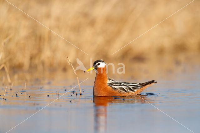 Rosse Franjepoot (Phalaropus fulicarius)