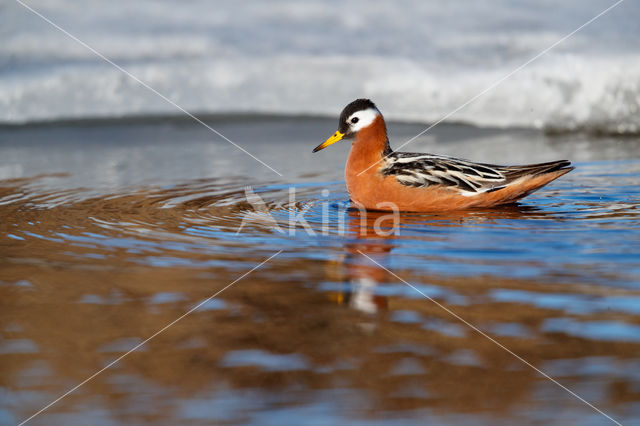 Rosse Franjepoot (Phalaropus fulicarius)