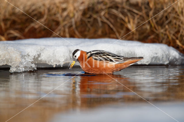 Rosse Franjepoot (Phalaropus fulicarius)