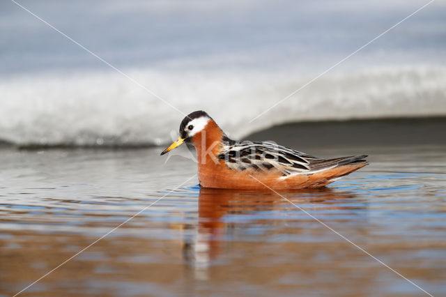 Rosse Franjepoot (Phalaropus fulicarius)