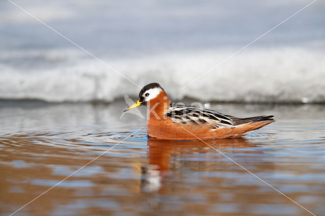 Rosse Franjepoot (Phalaropus fulicarius)