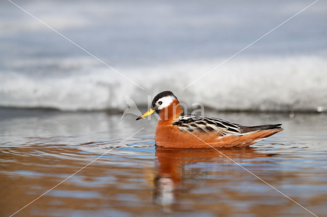 Rosse Franjepoot (Phalaropus fulicarius)