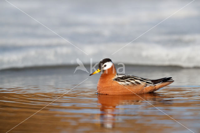 Rosse Franjepoot (Phalaropus fulicarius)