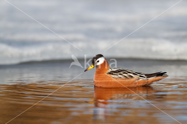 Rosse Franjepoot (Phalaropus fulicarius)