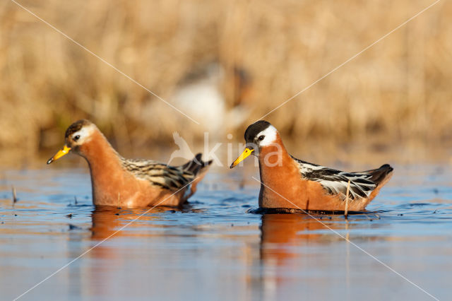 Rosse Franjepoot (Phalaropus fulicarius)