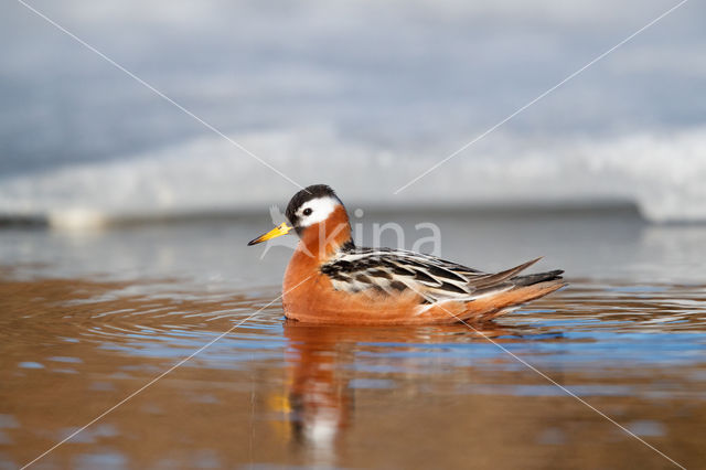 Rosse Franjepoot (Phalaropus fulicarius)