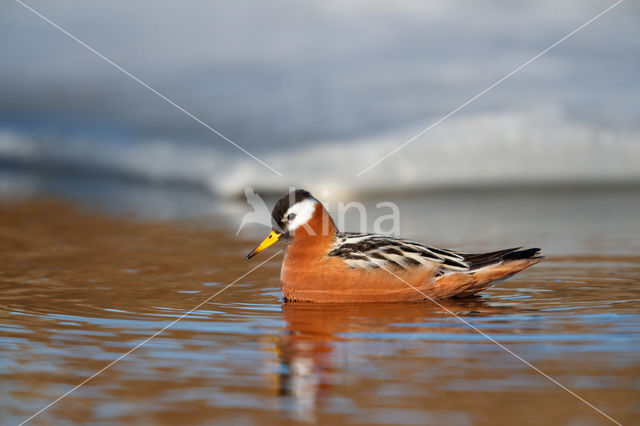 Rosse Franjepoot (Phalaropus fulicarius)