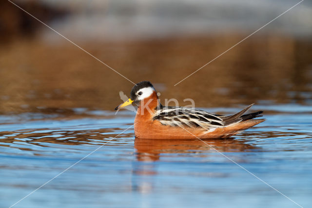 Rosse Franjepoot (Phalaropus fulicarius)