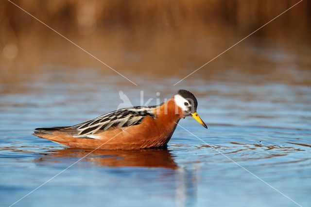 Rosse Franjepoot (Phalaropus fulicarius)