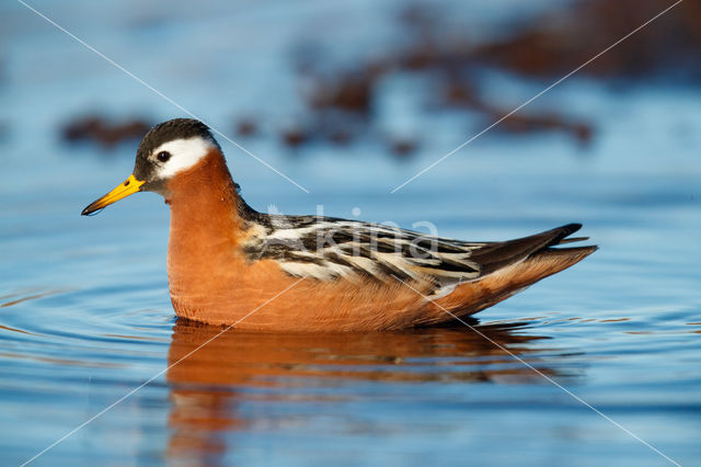Red Phalarope (Phalaropus fulicarius)