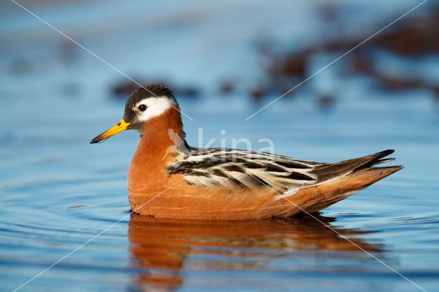 Rosse Franjepoot (Phalaropus fulicarius)