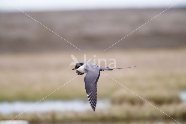 Long-tailed Jaeger (Stercorarius longicaudus)