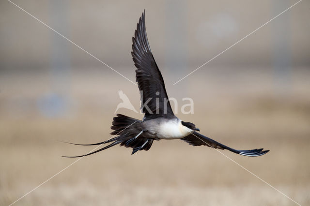 Long-tailed Jaeger (Stercorarius longicaudus)