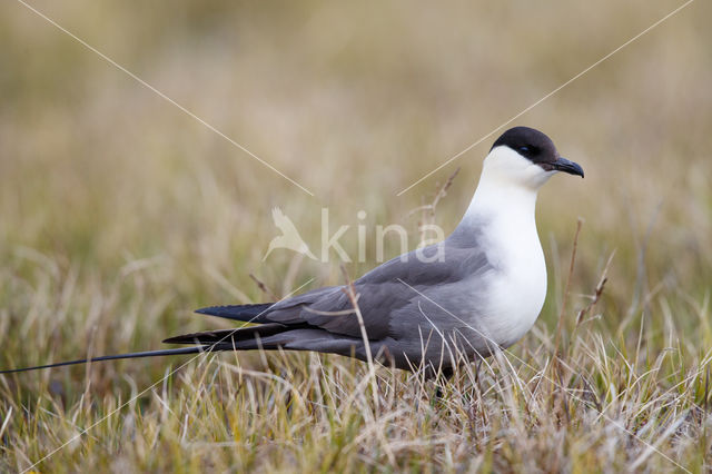 Long-tailed Jaeger (Stercorarius longicaudus)