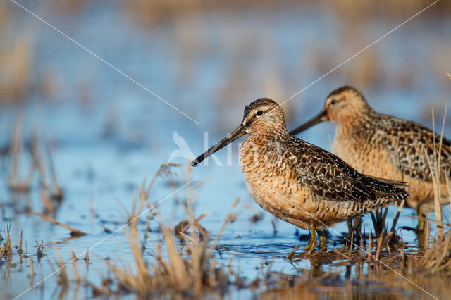 Grote Grijze Snip (Limnodromus scolopaceus)