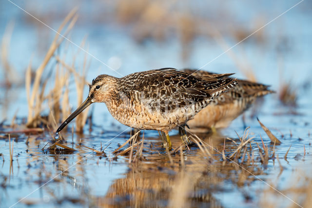 Grote Grijze Snip (Limnodromus scolopaceus)