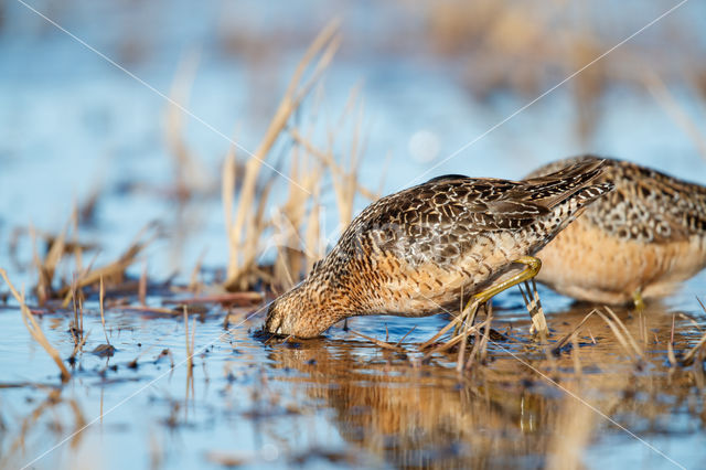 Grote Grijze Snip (Limnodromus scolopaceus)