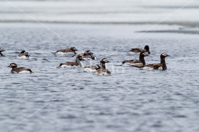 Long-tailed Duck