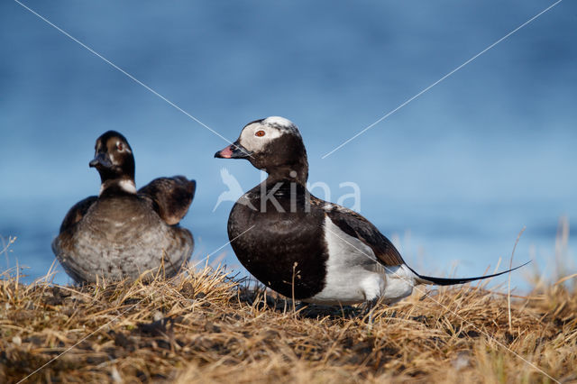 IJseend (Clangula hyemalis)