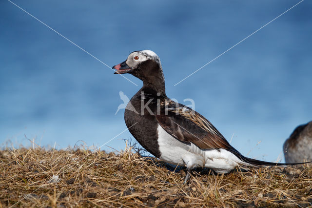 IJseend (Clangula hyemalis)