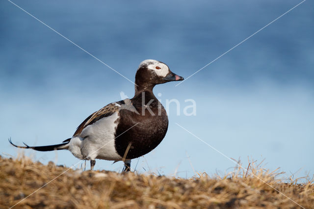 IJseend (Clangula hyemalis)