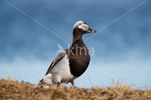 IJseend (Clangula hyemalis)