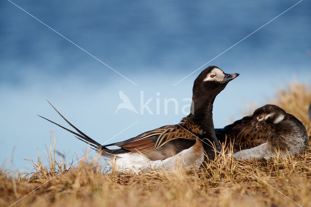 IJseend (Clangula hyemalis)