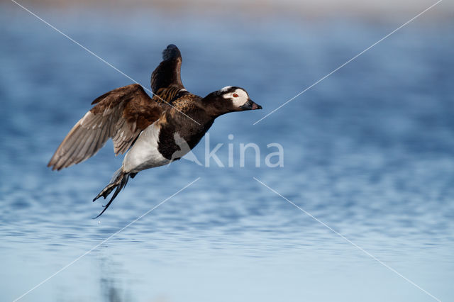 Long-tailed Duck