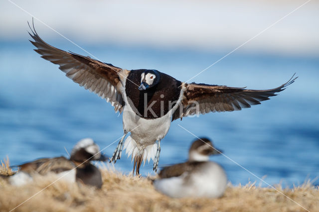 Long-tailed Duck