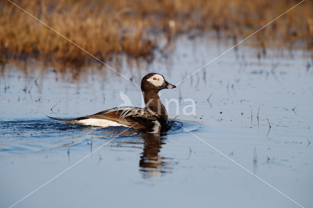 IJseend (Clangula hyemalis)