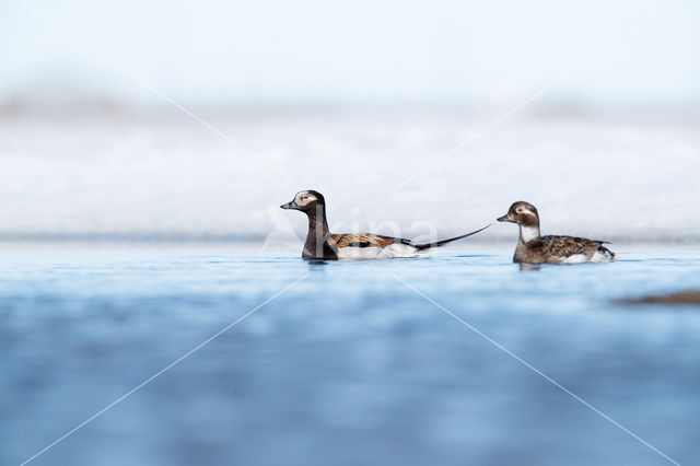 Long-tailed Duck