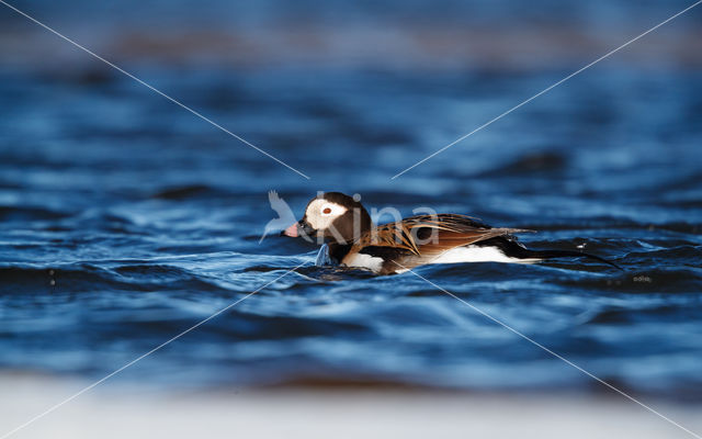 Long-tailed Duck