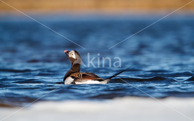 Long-tailed Duck