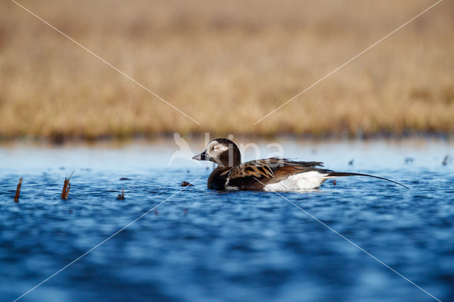 IJseend (Clangula hyemalis)