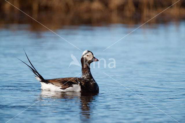 IJseend (Clangula hyemalis)