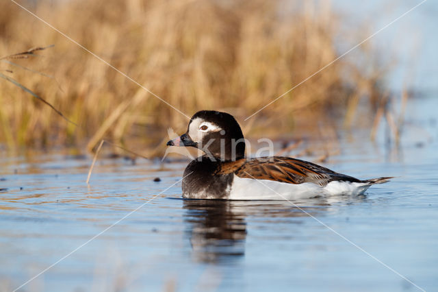 IJseend (Clangula hyemalis)