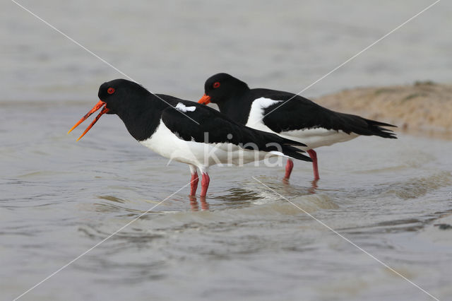 Oystercatcher (Haematopus ostralegus)