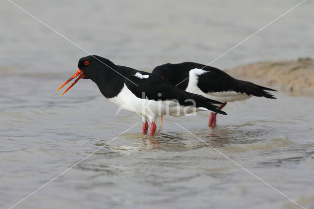 Scholekster (Haematopus ostralegus)