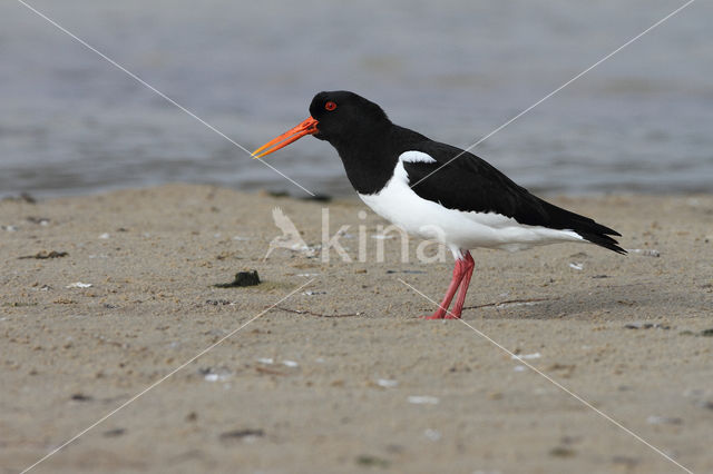 Scholekster (Haematopus ostralegus)