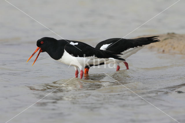 Scholekster (Haematopus ostralegus)