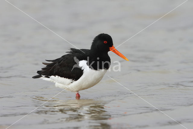 Scholekster (Haematopus ostralegus)