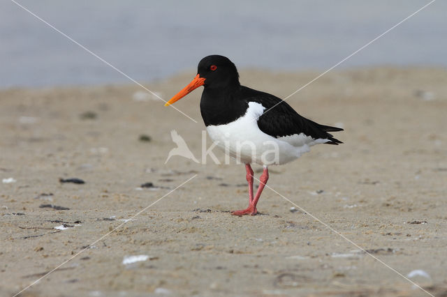 Oystercatcher (Haematopus ostralegus)