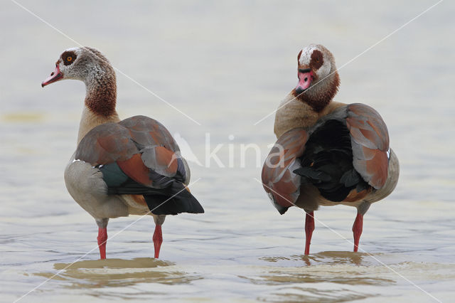 Egyptian Goose (Alopochen aegyptiaca)