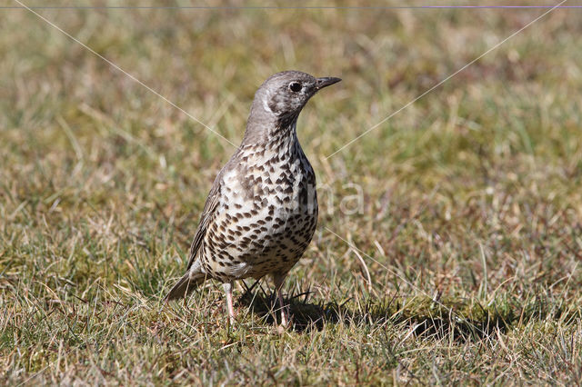 Mistle Thrush (Turdus viscivorus)